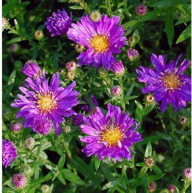 Glattblattaster Violetta Aster novi belgii lila Staude für den Garten - Bild 1