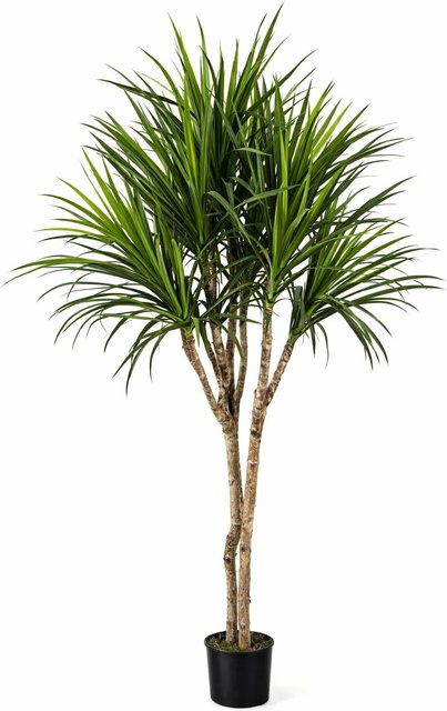 Künstliche Dracaena Elianor von Aplanta, Höhe: 180 cm - Bild 1