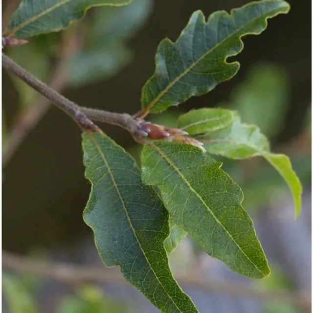 Kleine farnblättrige Buche Sandrode Fagus sylvatica von Nr-01.de, Farbe: Grün - Bild 1
