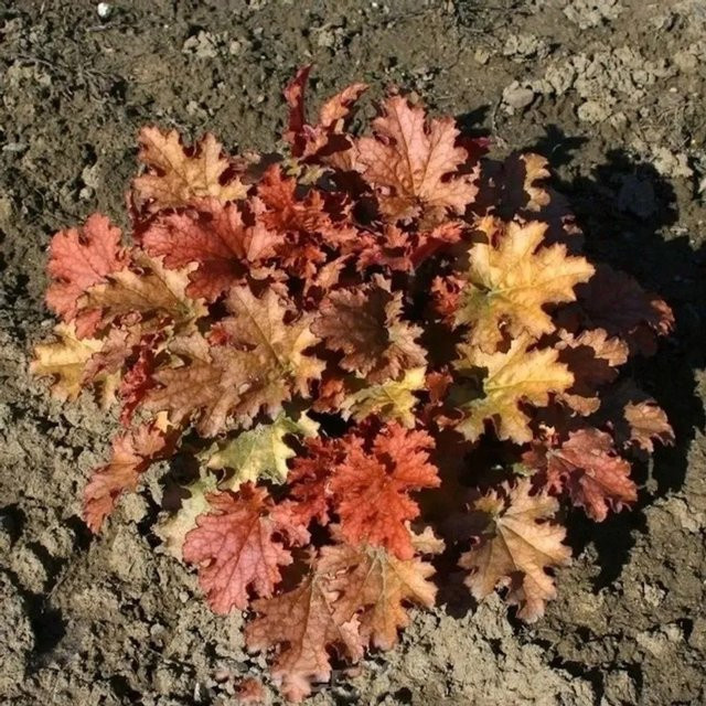 Heuchera micrantha Purpurglöckchen Ginger Ale mehrjährige Gartenpflanze multicolor - Bild 1