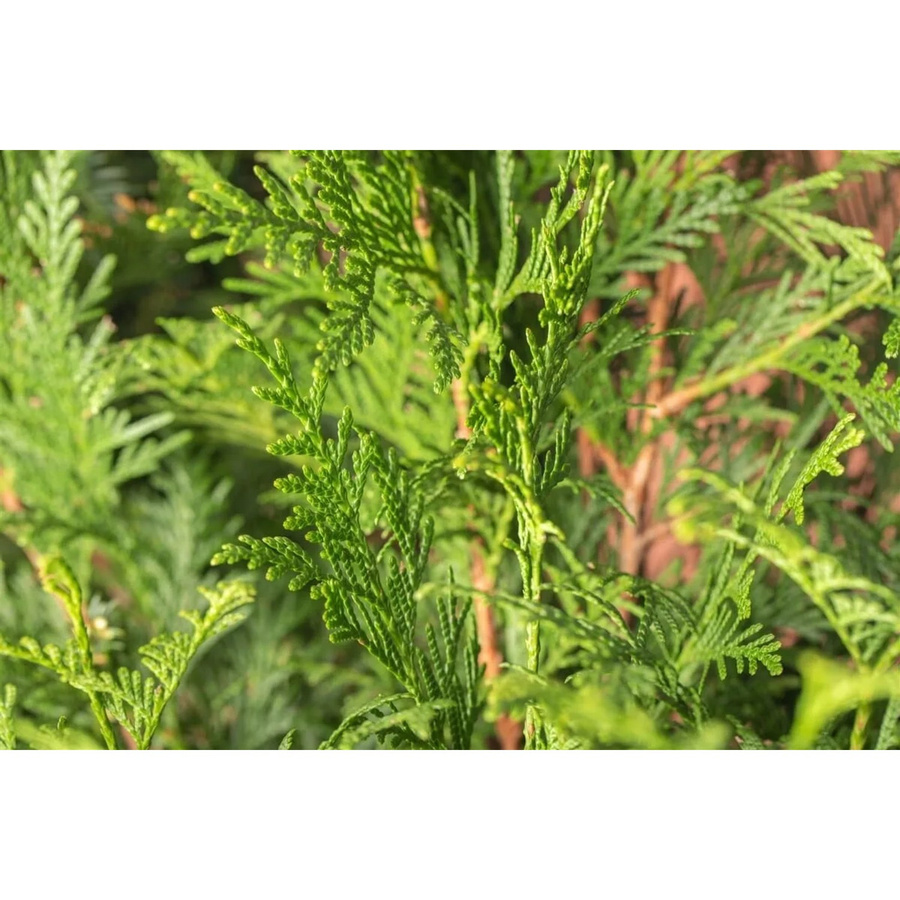 Thuja plicata Atrovirens Heckenpflanze in Grün, Höhe: 80-100 cm - Bild 2