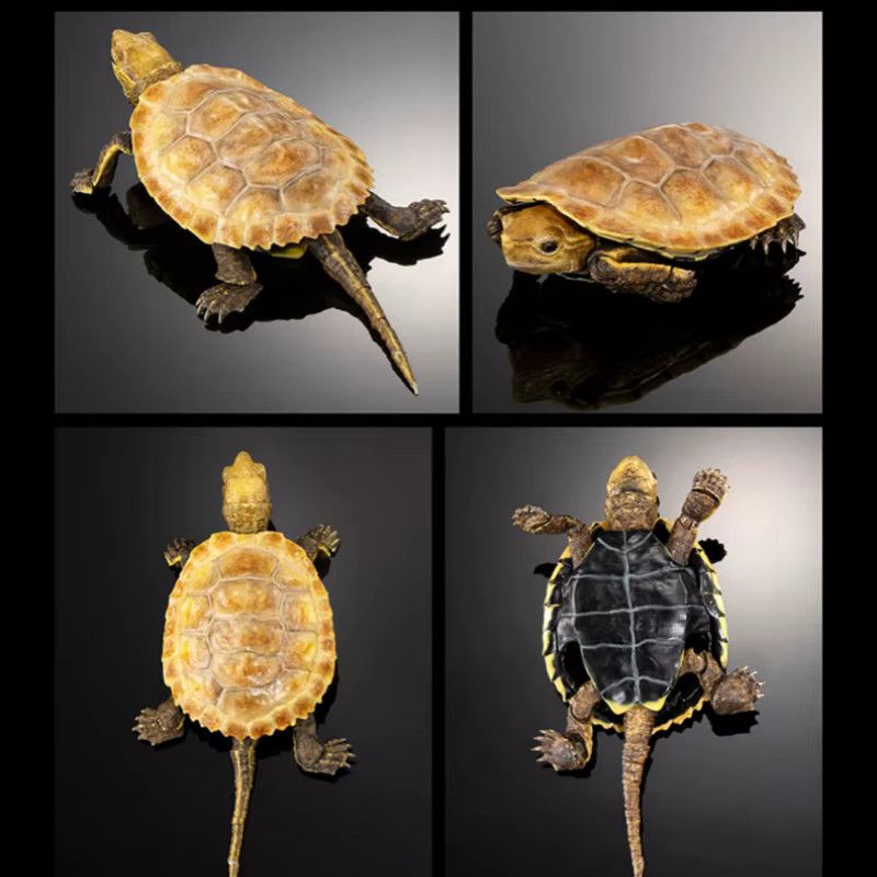 Bandai Biologische Enzyklopädie Gashapon Schildkröte Serie 2 Modelliertes Tier als Desktop Ornament und Spielzeug - Bild 2