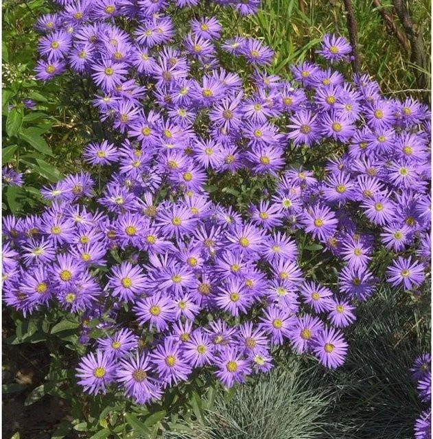 Sommeraster King George Aster amellus in Lila als mehrjährige Pflanze für Naturgarten und Steingarten - Bild 1