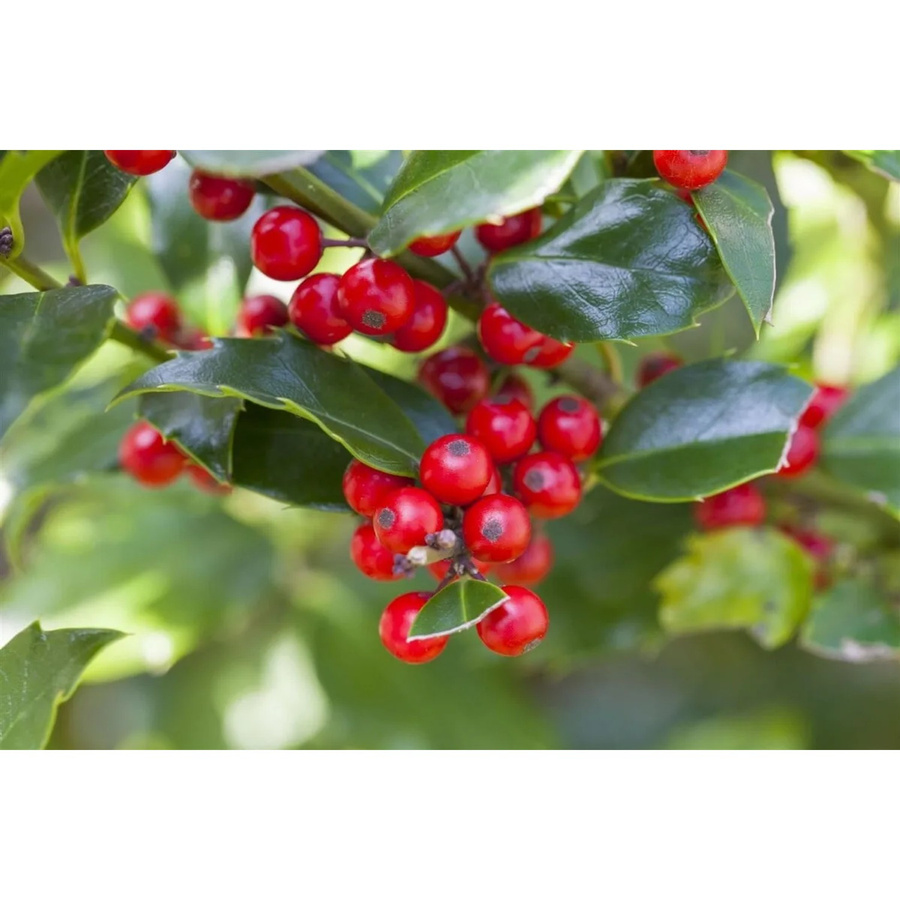 Ilex aquifolium Alaska Stechpalme von Pflanzen für dich, Höhe: 40-60 cm - Bild 2