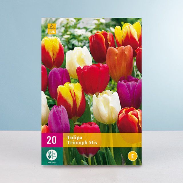 Tulpen Triumph Mix Zwiebeln von BLUME2000 für Garten und Beet, 20 Stück - Bild 1