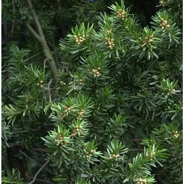 Gedrehte Zwerg Eibe Cristata Taxus baccata grün von Nr-01.de - Bild 1