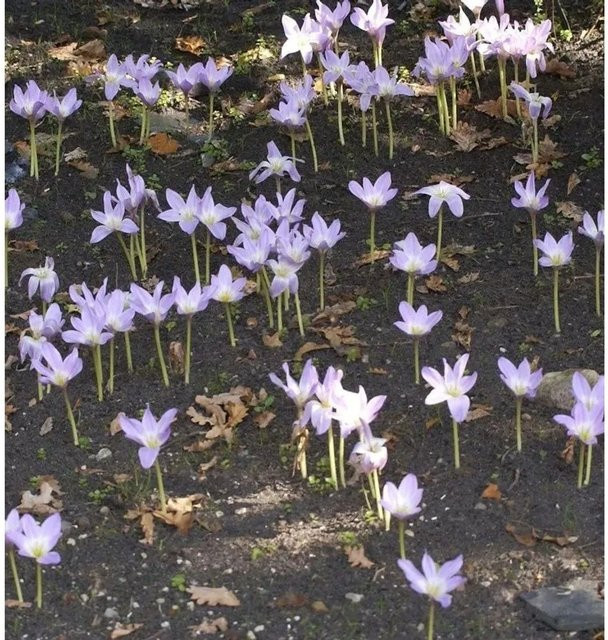 Riesen-Herbstzeitlose Colchicum bornmuelleri als mehrjährige Staude in Pink oder Purple für Staudenbeete und Randbepflanzungen - Bild 1