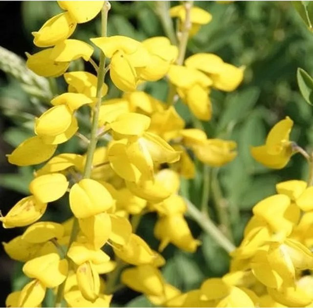 Schwärzender Ginster Cytisus nigricans mit gelben Blüten, Höhe: 40-60 cm - Bild 1