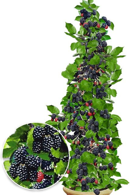 Säulen-Brombeere Navaho Big&Early - Bild 1