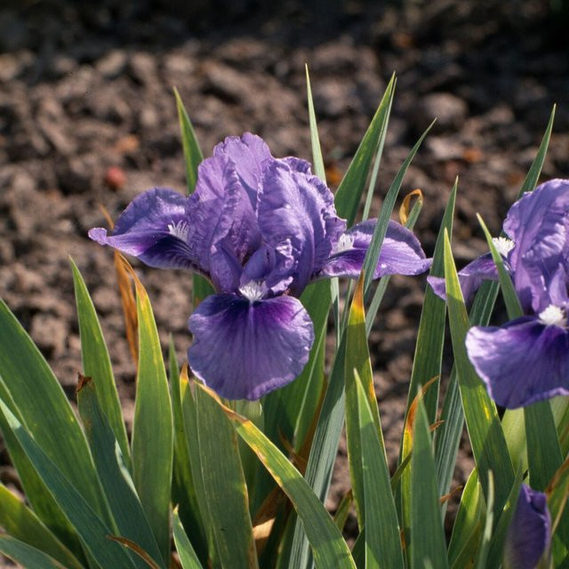 Schwertlilie Iris Hamburger Nacht in Violett von Mein schöner Garten Shop - Bild 1