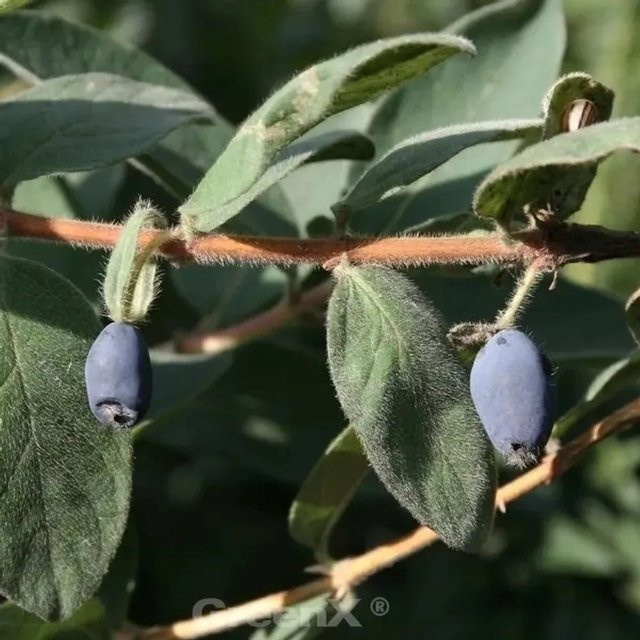 Heckenkirsche MyBerry Blue Velvet Lonicera kamtschatica Strauch in Blau, Topfgröße 25-30 cm - Bild 1