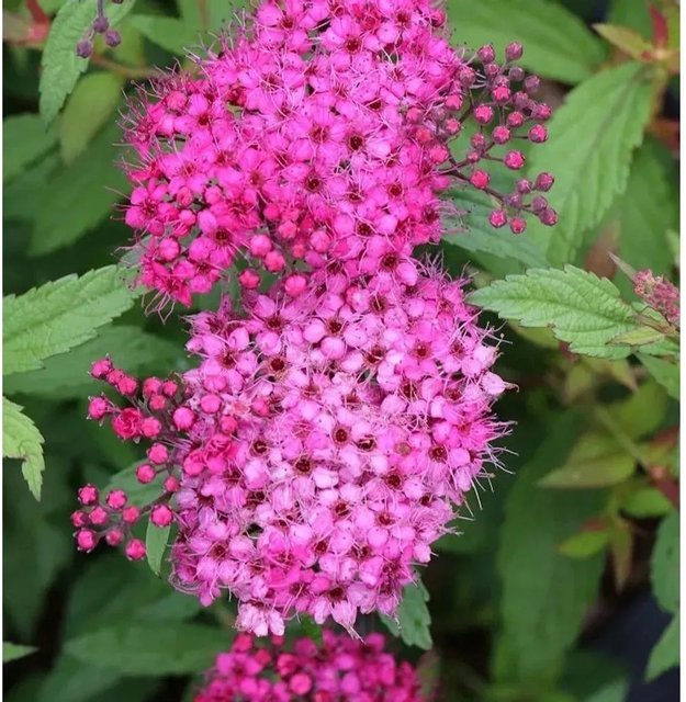 10x Roter Sommerspierstrauch Anthony Waterer Spiraea japonica Heckenpflanze Nr-01.de - Bild 1