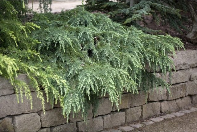 Himalaya-Zeder Cedrus Deodara Feelin Blue Kompakter Nadelstrauch in Blau-Silber-Grün, Höhe: 30 cm - Bild 1