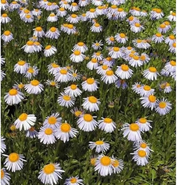 Aster tongolensis Frühsommeraster Berggarten von Nr-01.de, mehrfarbig, Beet- und Schnittpflanze - Bild 1