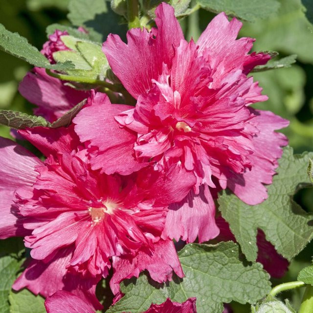 Gefülltblühende Stockrose Pleniflora in Rosa von Mein schöner Garten Shop - Bild 1