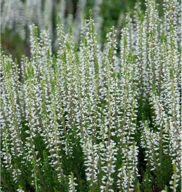 10x Calluna vulgaris Knospenheide Gardengirls Helena in Lila - Bild 1