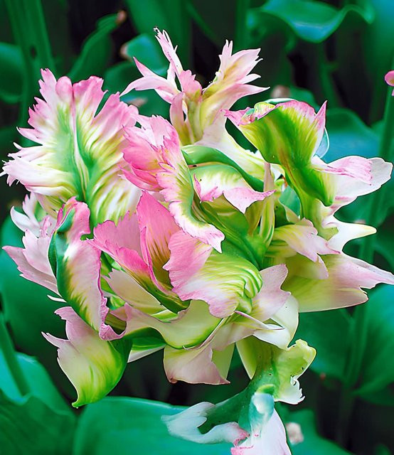 Papageien-Tulpe Green Wave - Bild 1
