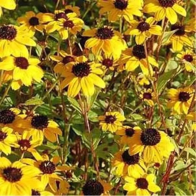Rudbeckia triloba gelbe Staude von Die Nr-01.de - Bild 1