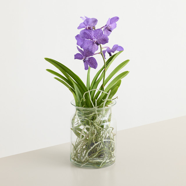 Blühende Vanda Orchidee in Blau und Violett von BLUME2000 als Zimmerpflanze - Bild 1