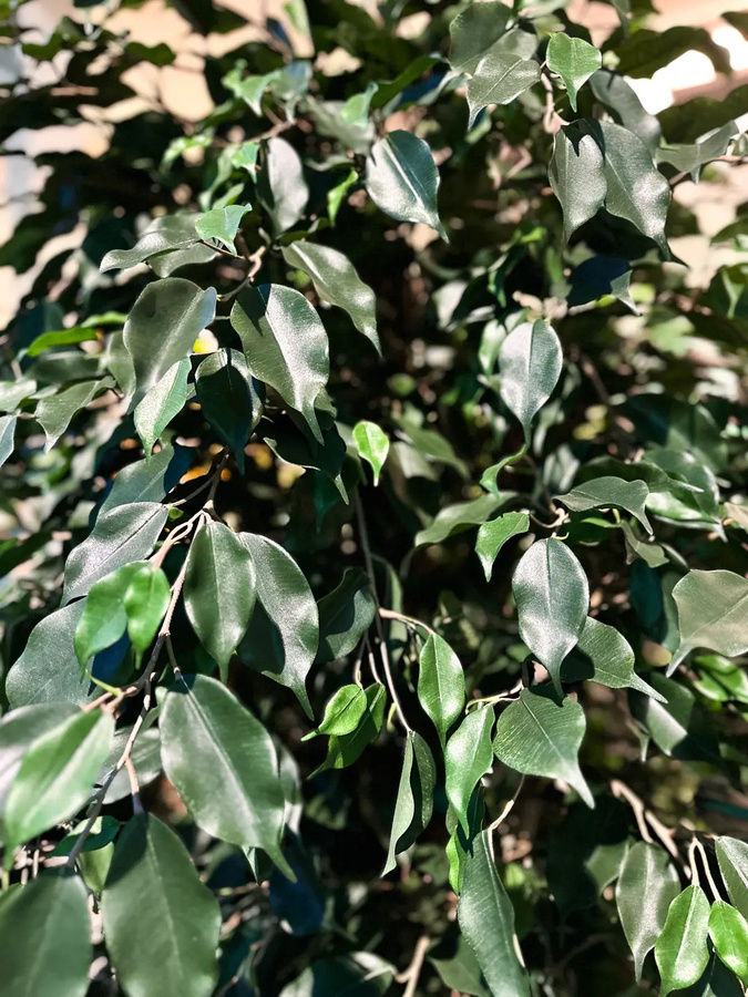 Künstlicher Ficusbaum Valerius von artplants in Grün, Höhe: 180 cm - Bild 3