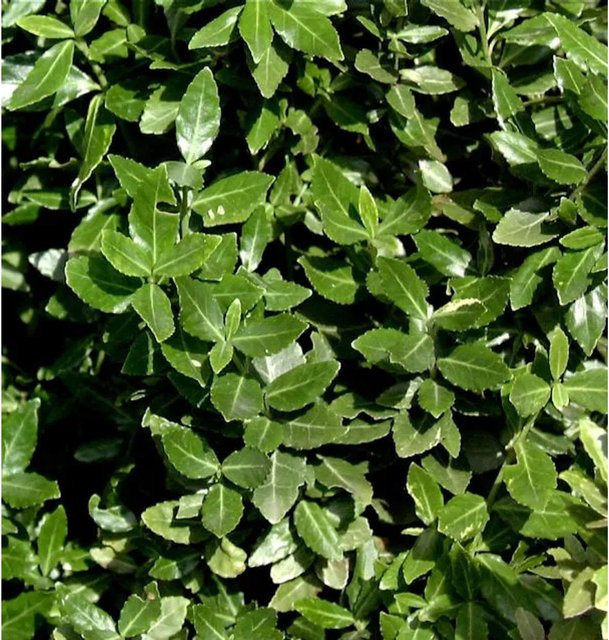 10er Set Kriechspindel Euonymus fortunei radicans als grüner Bodendecker, Höhe: 10-15 cm - Bild 1