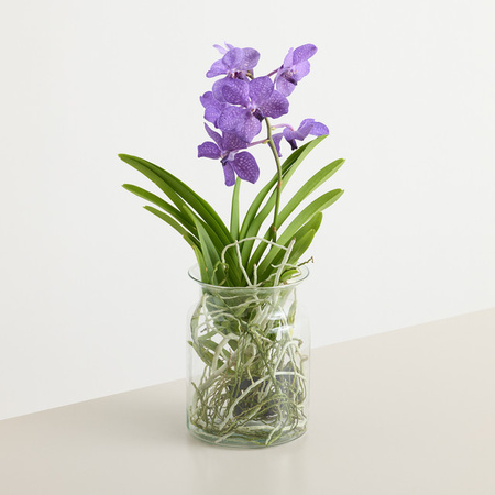 Blühende Vanda Orchidee in Blau und Violett von BLUME2000 als Zimmerpflanze
