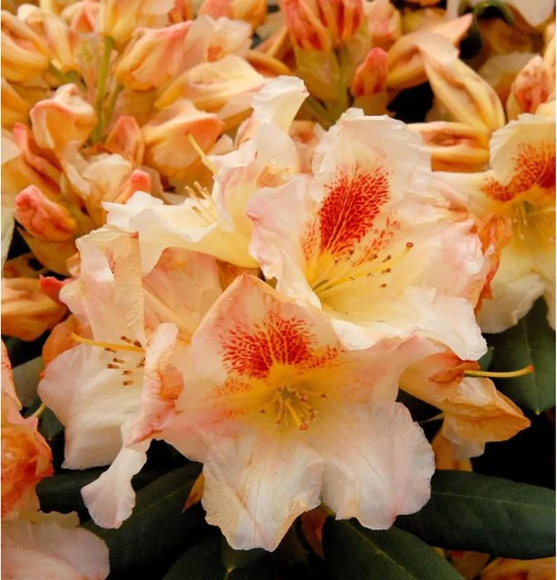 INKARHO Rhododendron Marylou Alpenrose, großblumiger Zierstrauch in Pink, 30-40 cm - Bild 1