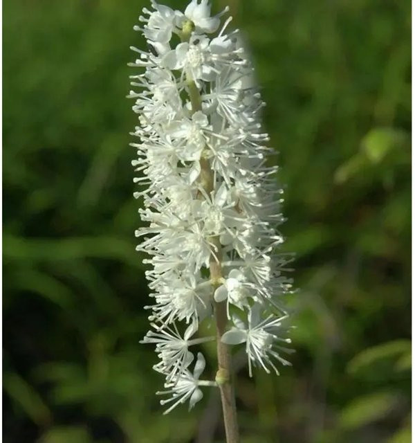 Actaea simplex Traubensilberkerze als mehrjährige Staude in Weiß und Silber für den Außenbereich - Bild 1