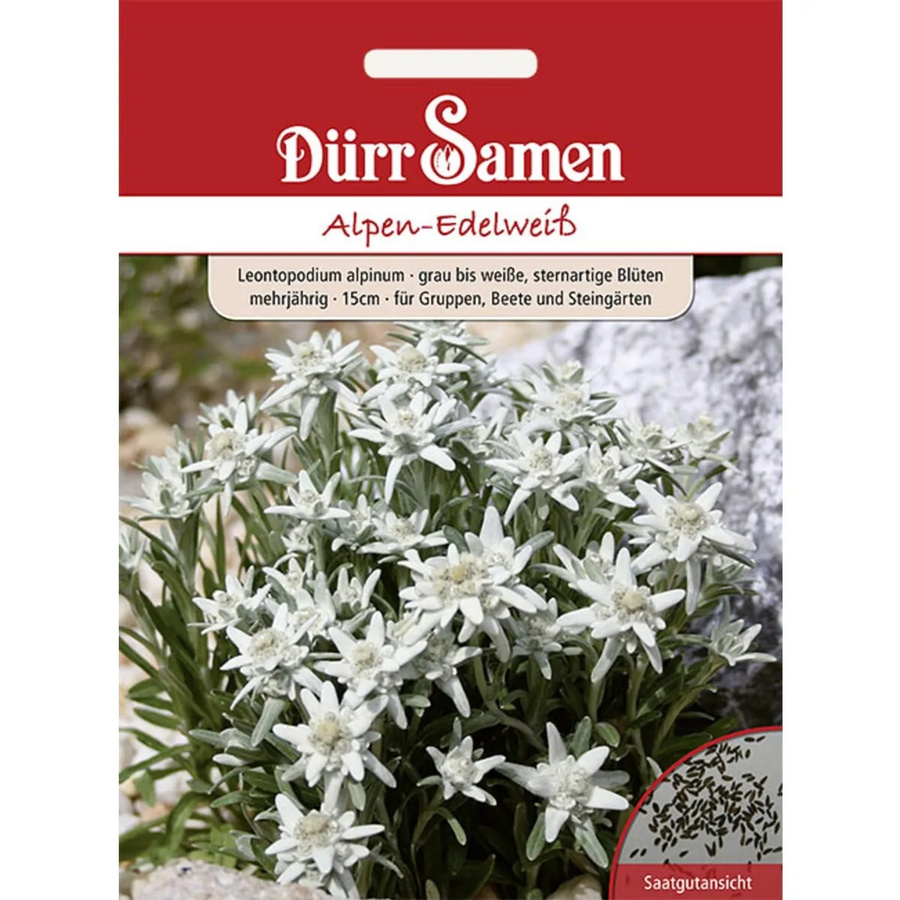 Dürr Alpen-Edelweiß Saatgut für alpine Pflanzungen und Steingärten, mehrjährig, 100 g - Bild 2