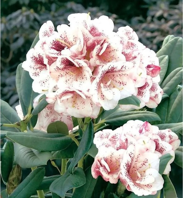 Großblumiger Rhododendron Prinsess Maxima in Pink von Die Nr-01.de - Bild 1