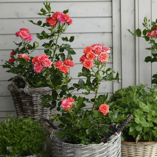 KORDES ROSEN Rose Mandarin als bunt blühender Zierstrauch für den Garten und Außenbereich - Bild 3
