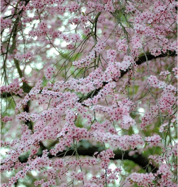 Zierkirsche Moseri Prunus blireana mit rosa Blüten, Höhe: 100-125 cm - Bild 1
