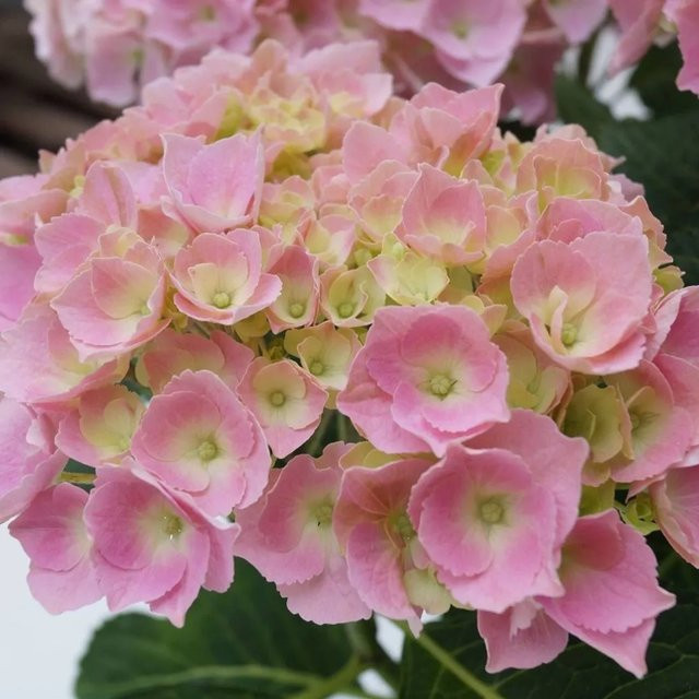 Arborix Hortensie Bodensee Hydrangea macrophylla mit hellblauen Blüten im Container - Bild 1