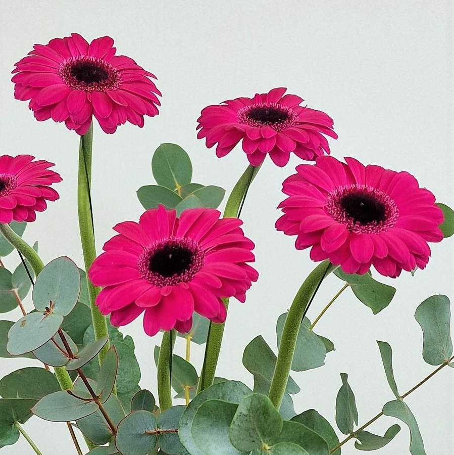 Blumenstrauß Gerbera Pink mit Eucalyptus - Bild 2