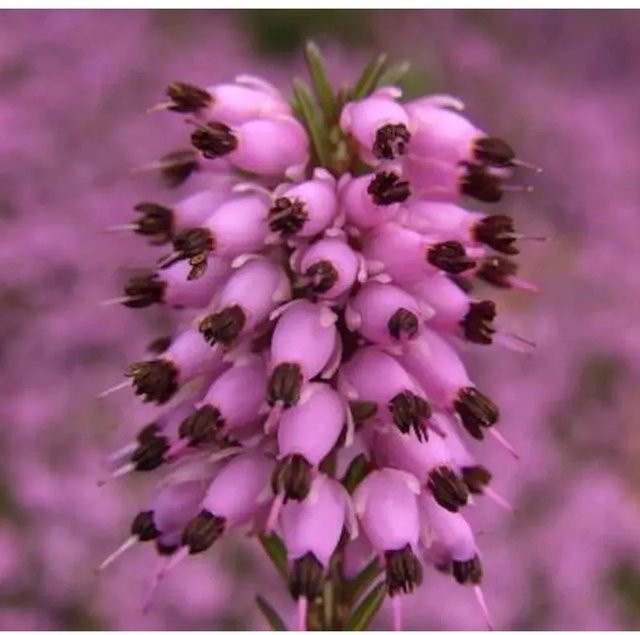 10x Winterheide Erica carnea Set für den Balkon von Nr-01.de - Bild 1