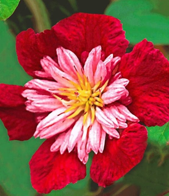 Clematis Avant Garde TM - Bild 1