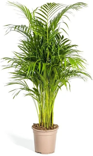 Exotenherz Goldfruchtpalme Dypsis Lutescens Areca Solitärpflanze, Höhe: 100-120 cm, Topf-Durchmesser: 21 cm - Bild 1