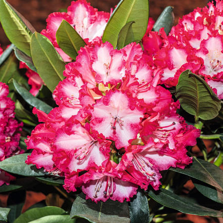 Japanische Freilandazalee Rhododendron obtusum von BLUME2000 in Pink