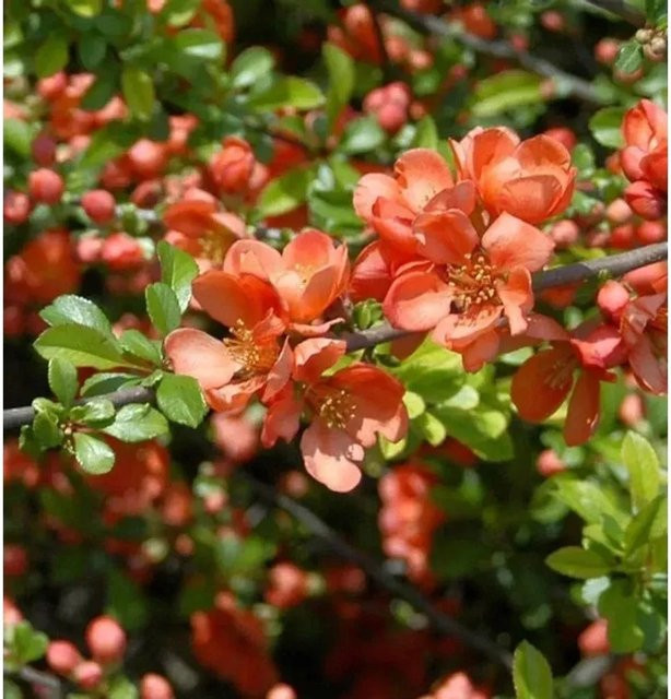 Zierquitte Cameo Chaenomeles Heckenpflanze für den Garten, Höhe: 60-80 cm - Bild 1