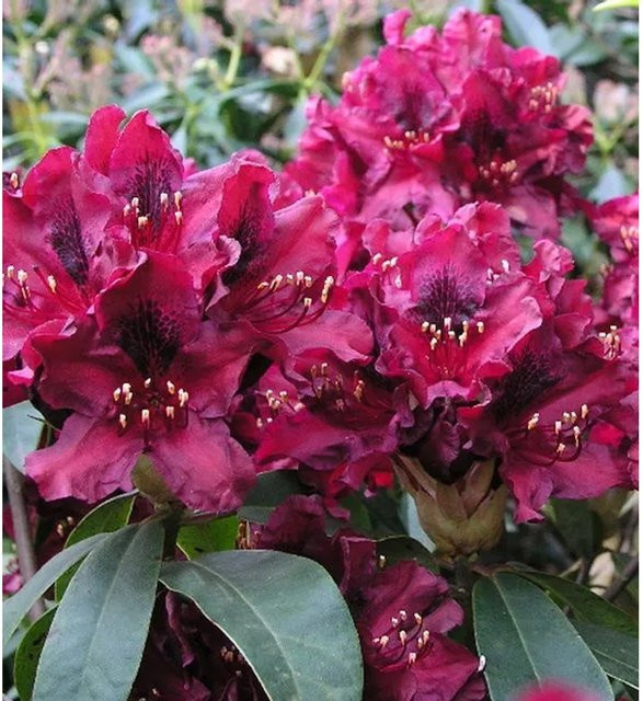 Großblumiger Rhododendron Black Widow Alpenrose in Schwarz und Violett von Nr-01.de - Bild 1