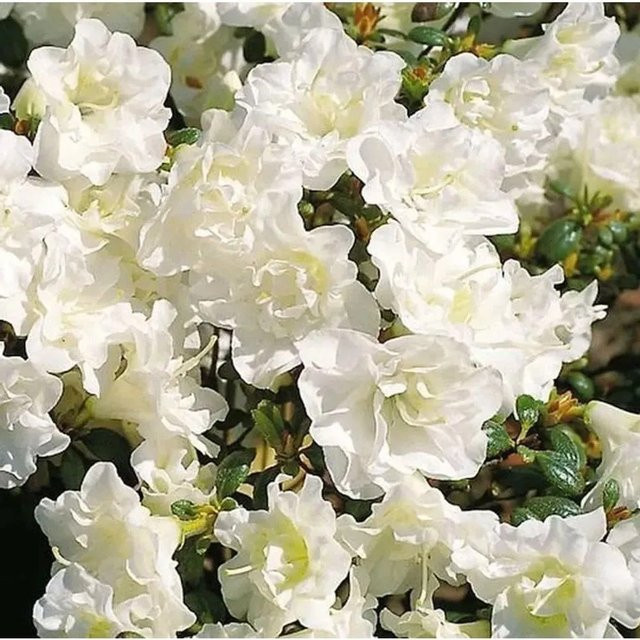 Japanische Azalee Schneeperle Rhododendron obtusum als Zwerg Alpenrose, Höhe: 40-50 cm - Bild 1
