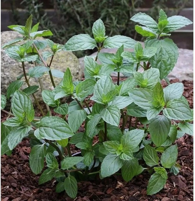 Pfefferminze Mentha piperita als mehrjährige Gewürz- und Heilpflanze im Topf, Grün - Bild 1