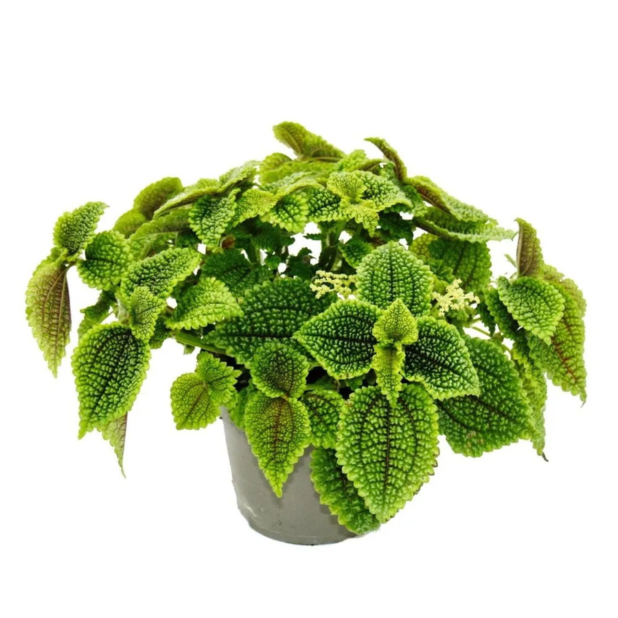 Exotenherz Kanonierpflanze Pilea Involucrata Moon Valley Mondkraterpflanze im 12cm Topf - Bild 2