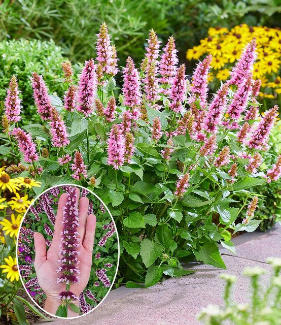Agastache Beelicious Pink Anisgetreide Pflanze - Bild 1