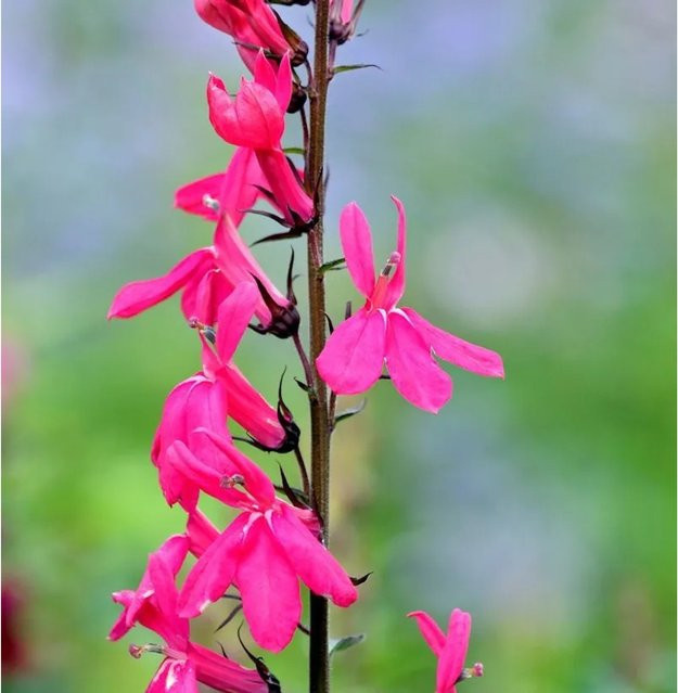 Prachtlobelie Starship Deep Rose Lobelia speciosa in Pink und Rose - Bild 1