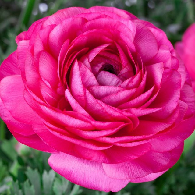 Rosa Ranunkel Topfpflanze von Mein schöner Garten Shop - Bild 1
