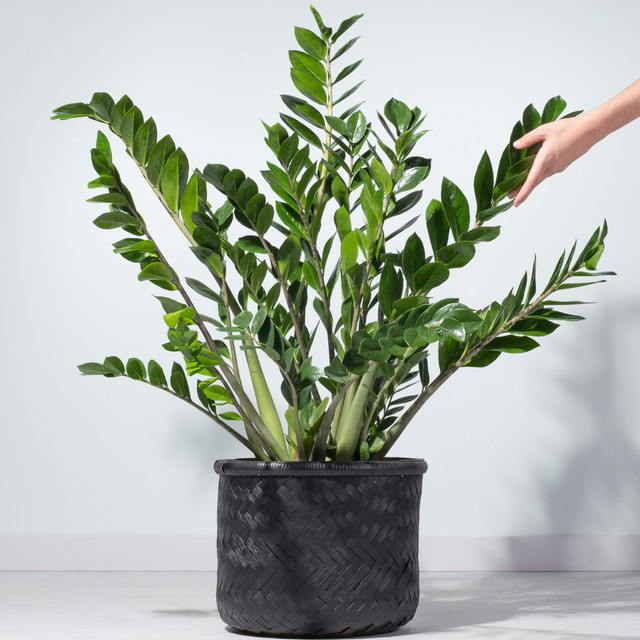 Zamioculcas Zamiifolia Zimmerpflanze in Grün von BLUME2000 für den Tisch - Bild 1