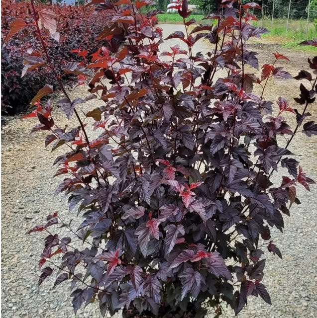 GROW by OBI Blasenspiere Lady in Red Physocarpus opulifolius im 10l Topf, Höhe: 80-100 cm - Bild 1
