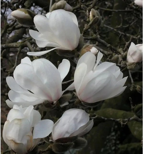 Sternmagnolie Merrill Magnolia oebneri weiß, Zierstrauch für den Garten, Höhe: 60-80 cm - Bild 1