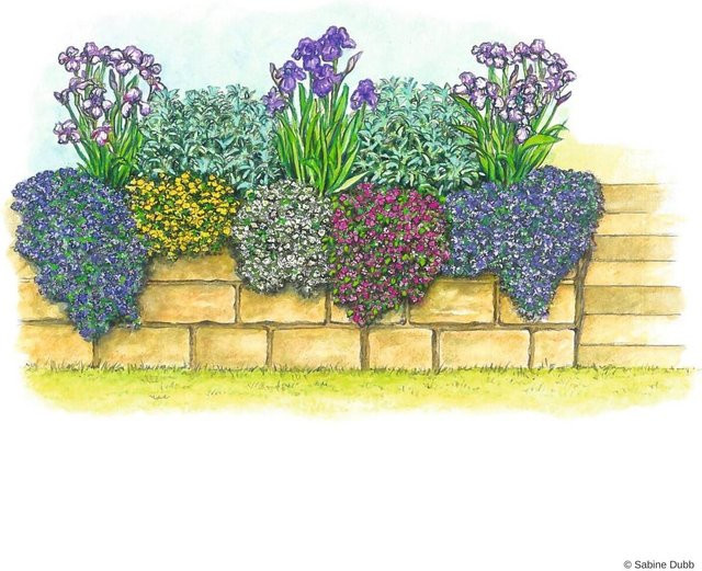 Polster-Staudenbeet Buntes Farbenmeer mit 12 Pflanzen in bunt für deinen Garten - Bild 1